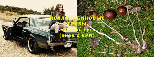 индика Арсеньев