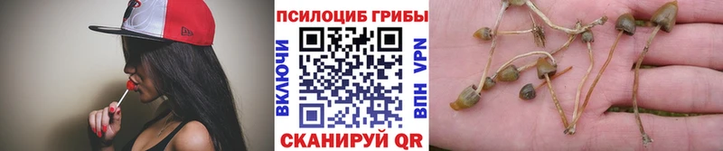 Галлюциногенные грибы Psilocybine cubensis  Барабинск 